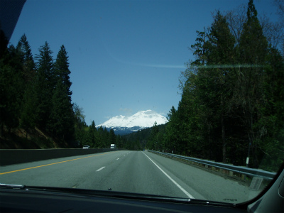 shasta_pic