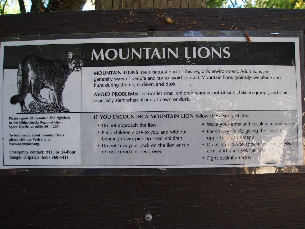 mountainlion���ӏ���